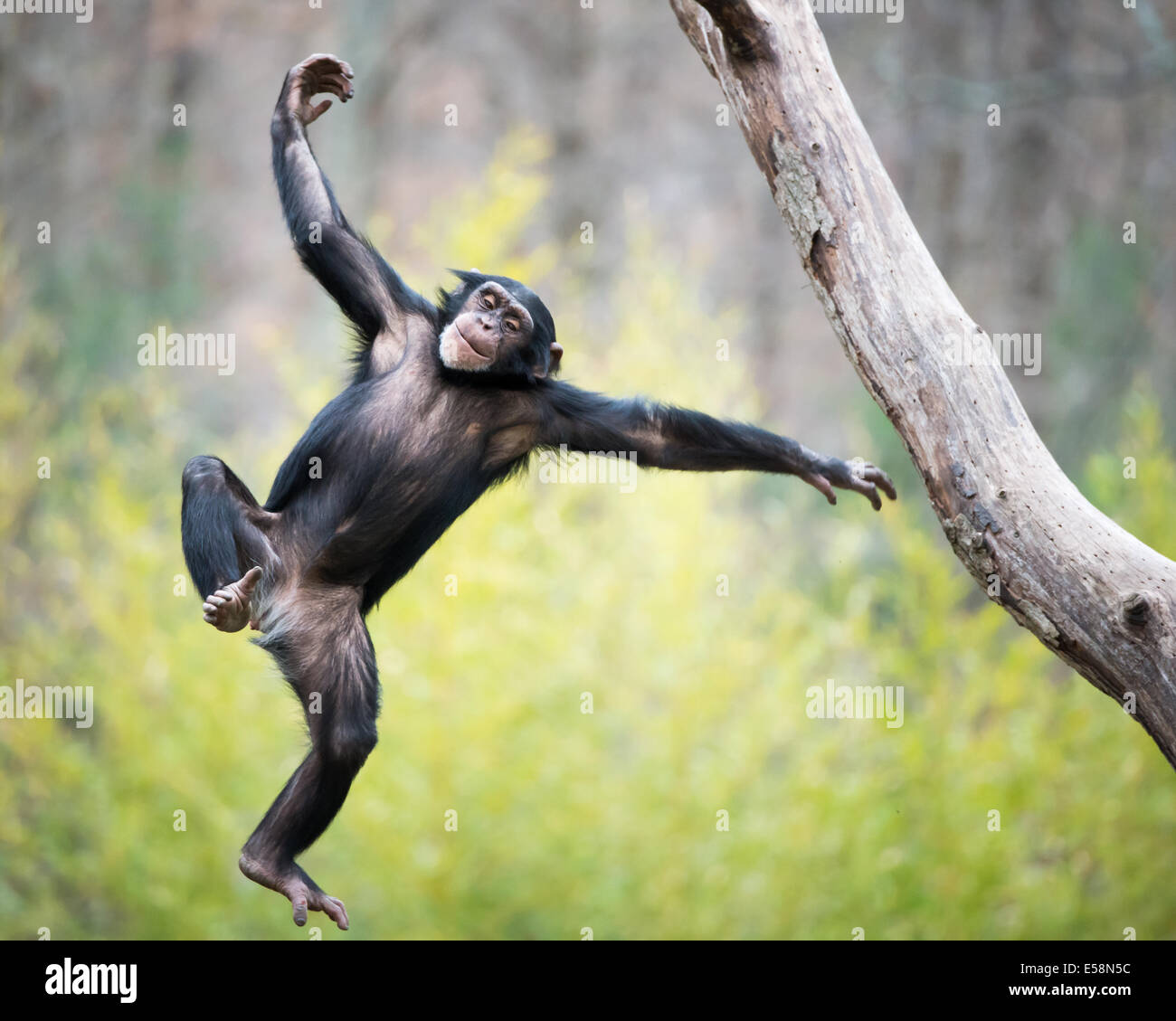 Young Chimpanzee Swinging and Jumping from a Tree Stock Photo