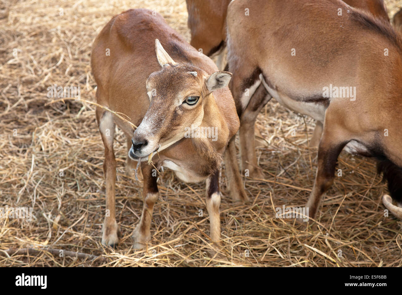 Little goat Stock Photo