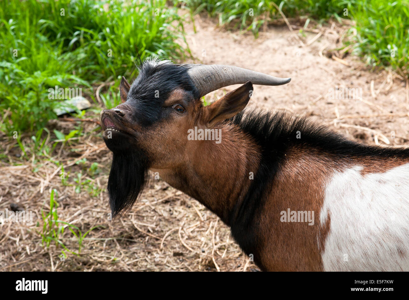 Goat with black beard Stock Photo