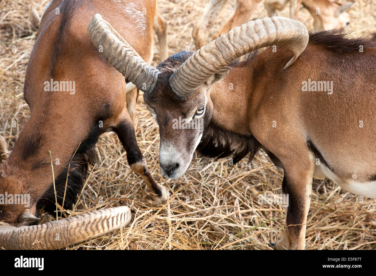 Goat with long horns Stock Photo