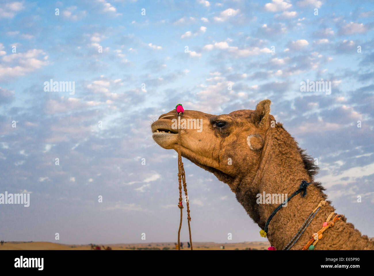 Portrait of camel at Sam Sand Dunes Jaisalmer, Rajasthan, India. Stock Photo