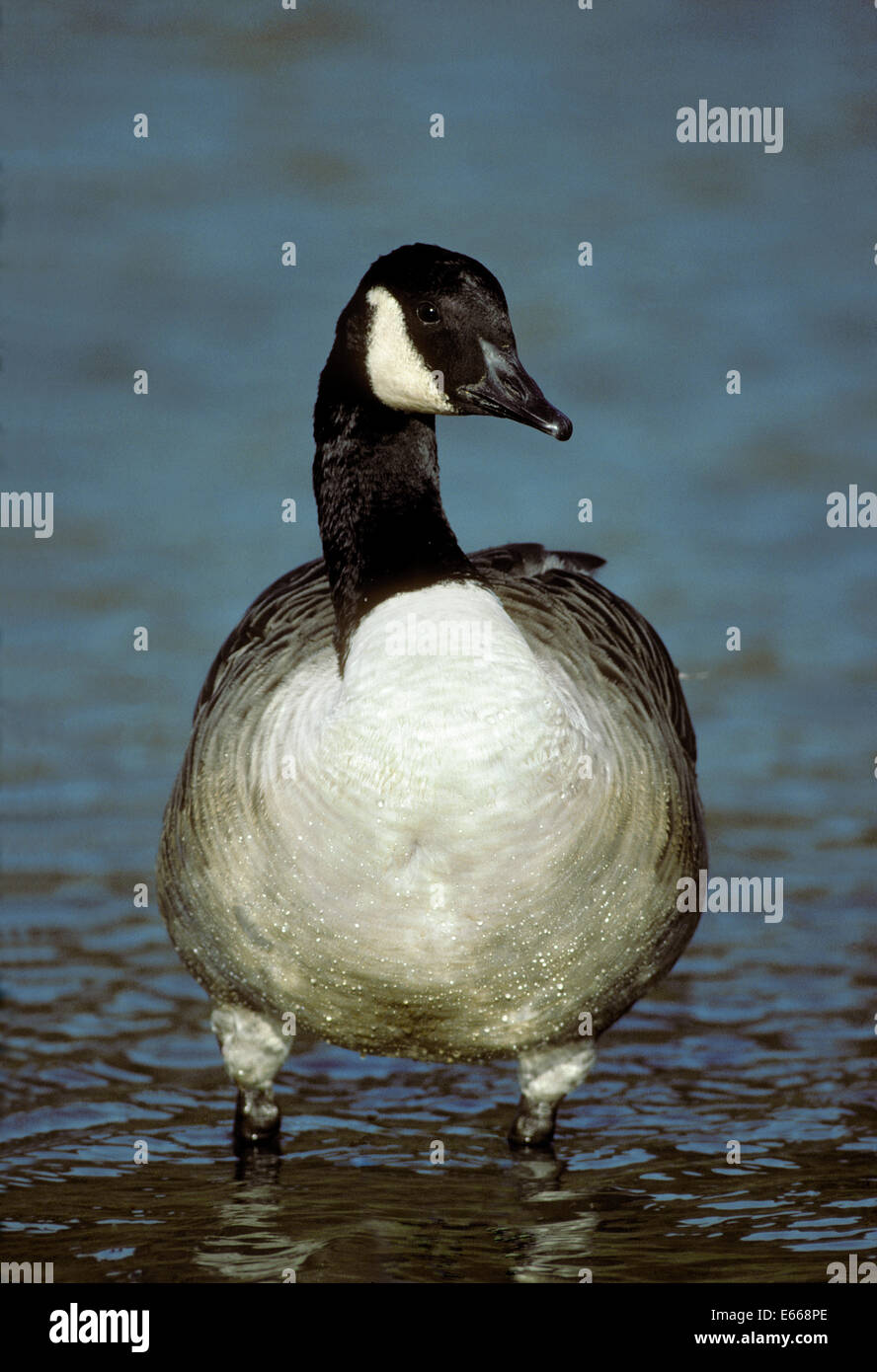 Canada Goose - Branta canadensis Stock Photo