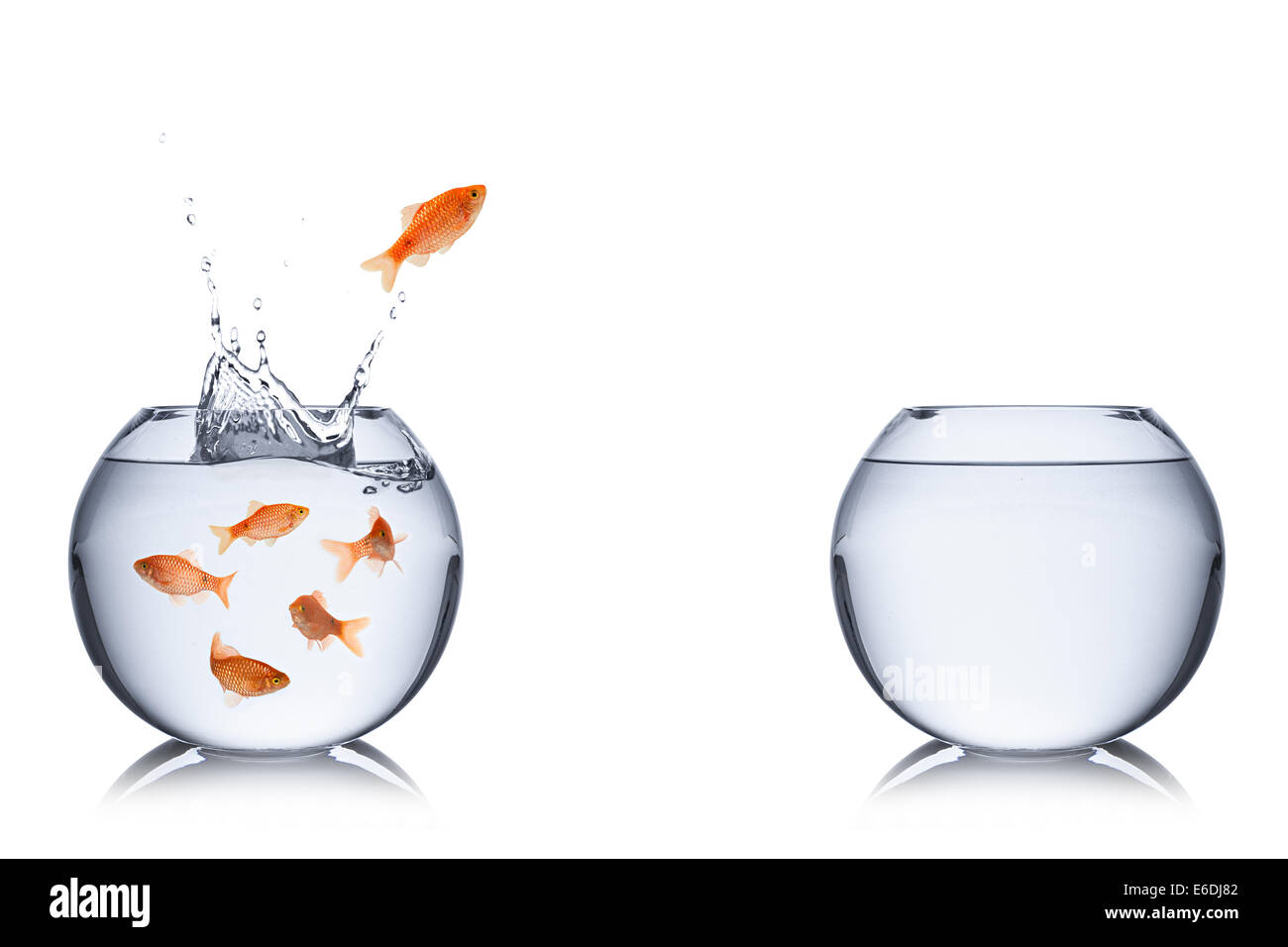 fish jumping out into an empty bowl Stock Photo