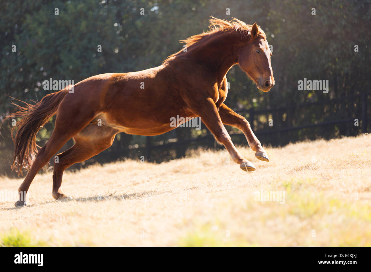 beautiful horse running on the field Stock Photo