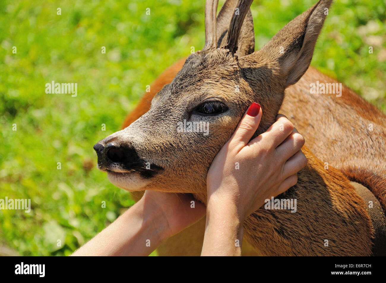 woman hands with red nails caressing a roadeer Stock Photo