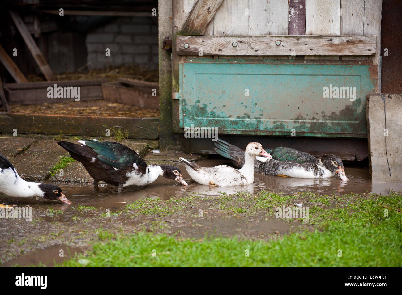 Domestic ducks puddle bath Stock Photo