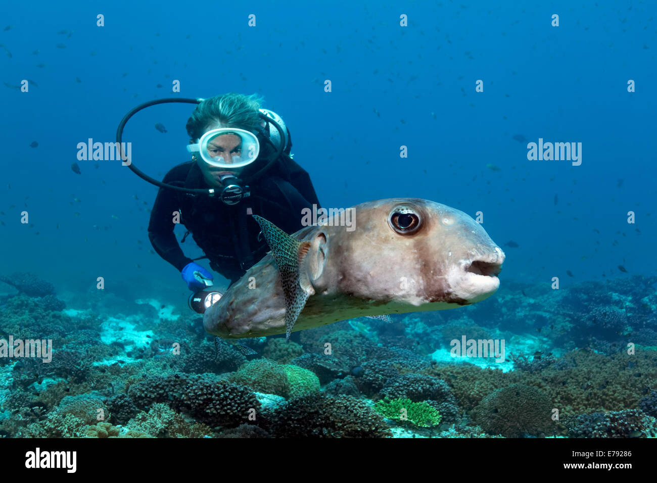 Diver watching Spotfin burrfish (Chilomycterus reticulatus) over a coral reef, Dimaniyat Islands nature reserve Stock Photo