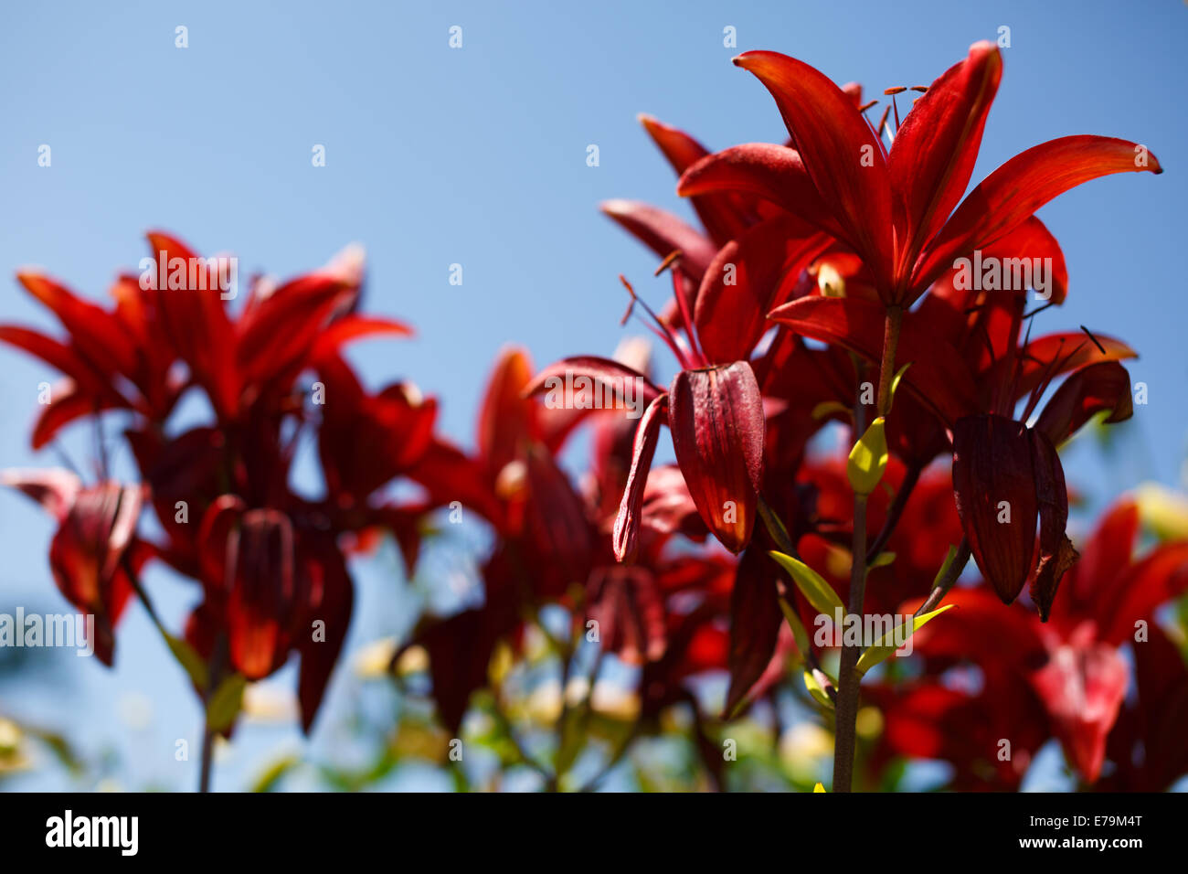 Red lily on a blue background Stock Photo