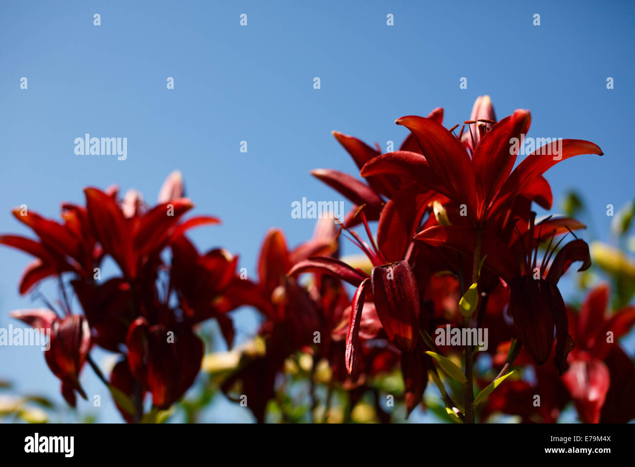 Red lily on a blue background Stock Photo