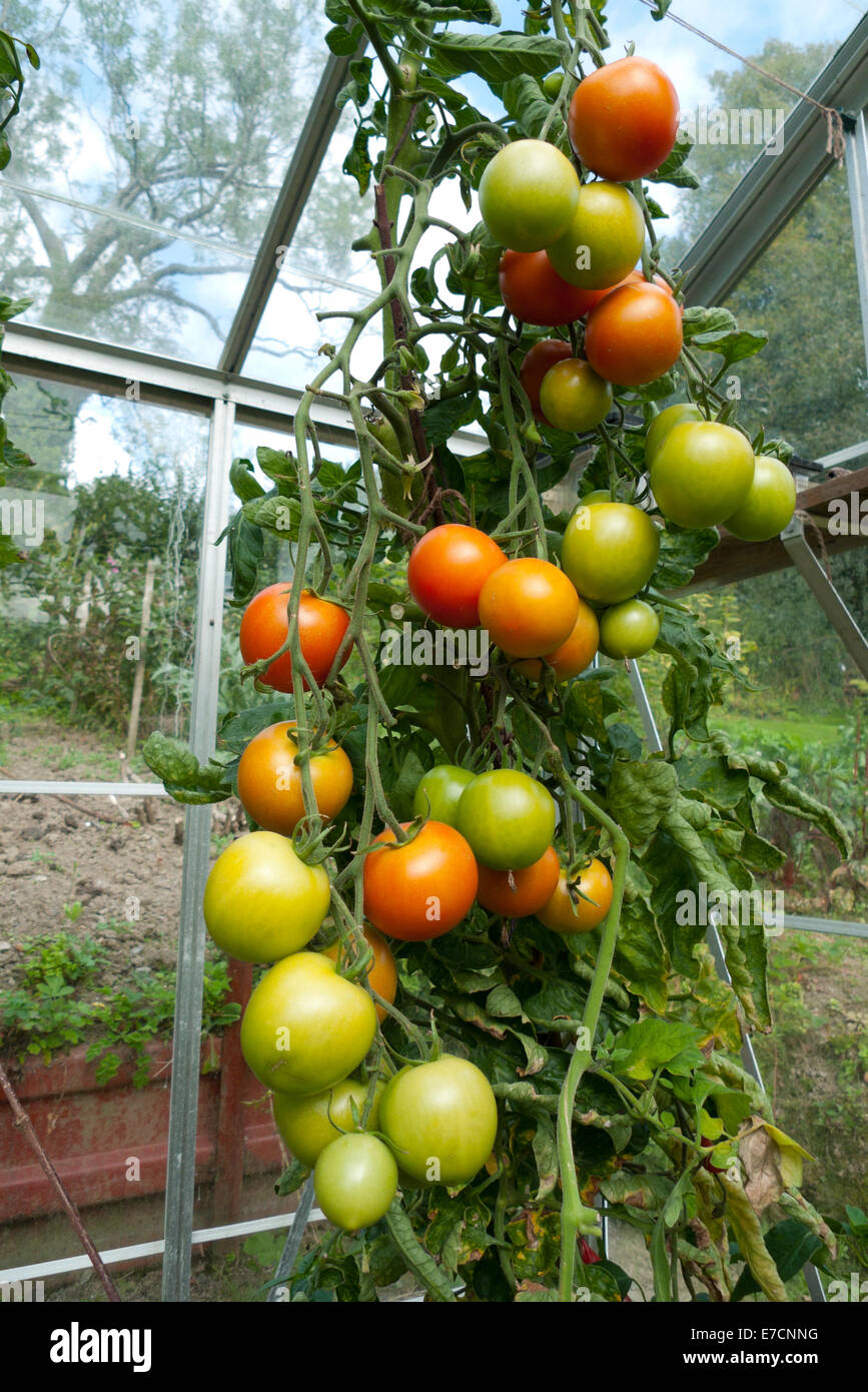 Tomatoes green and red growing on the vine at the end of summer in a greenhouse in West Wales UK   KATHY DEWITT Stock Photo