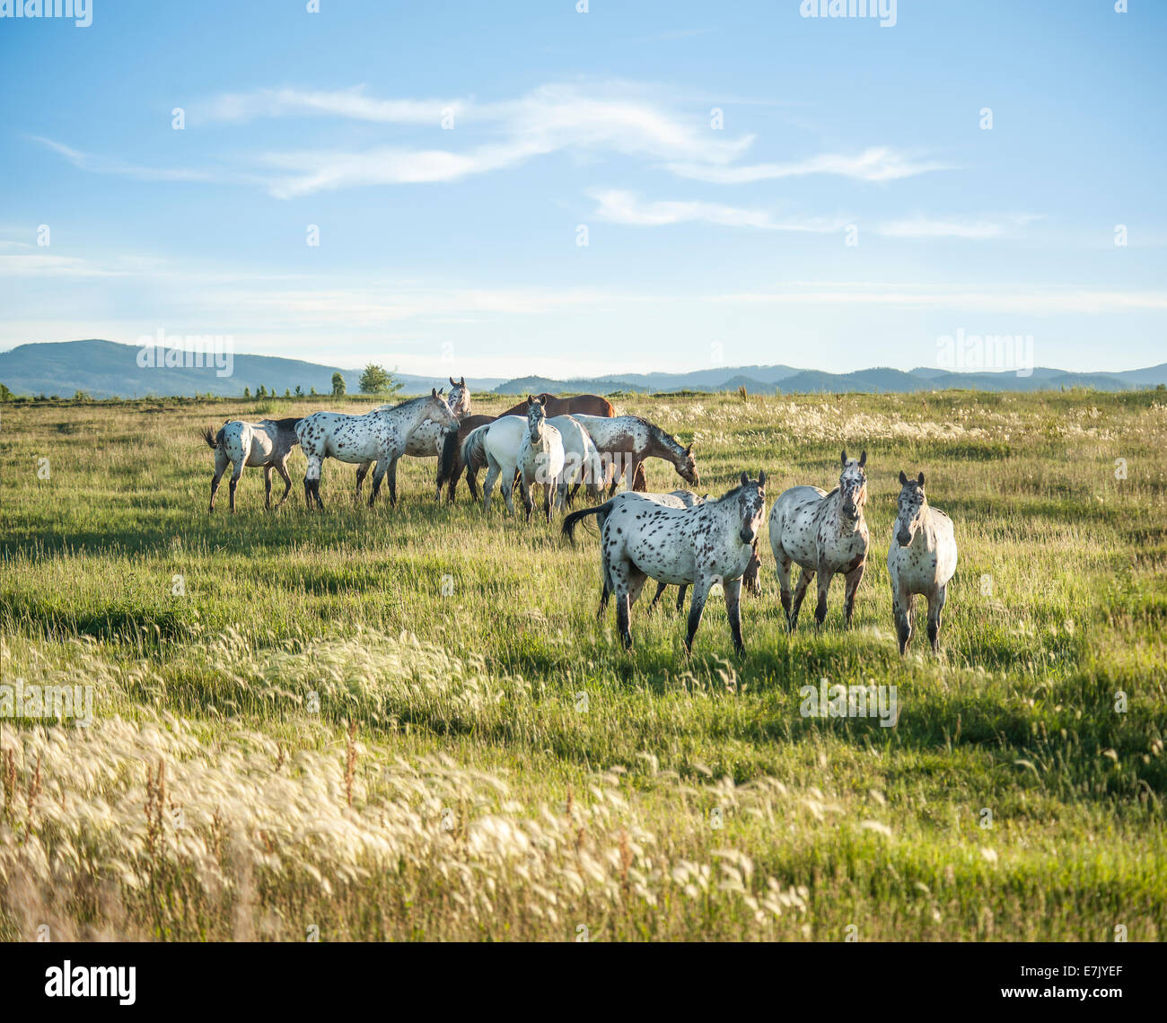 Tiger Horse herd. Tiger horses are gaited, spotted trail horses with a coat color much like the Appaloosa. Stock Photo