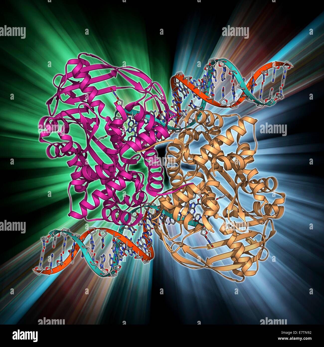 Transposase enzyme and DNA complex. Molecular model of a TN5 transposase enzyme bound to the transposon end of a DNA molecule (red and blue). Transposons are sequences of DNA that can move, or transpose, themselves to new positions within the genome of a Stock Photo