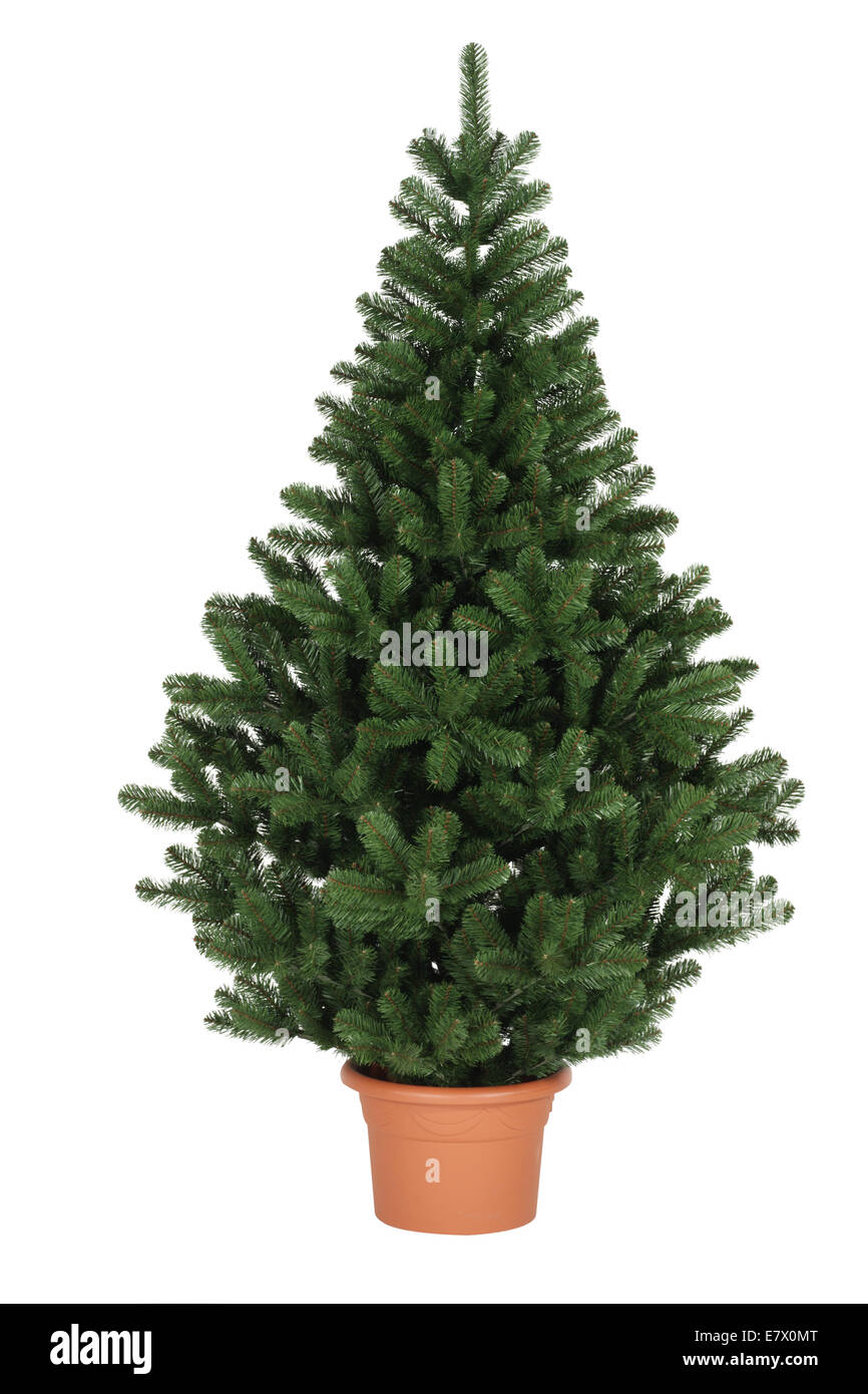 Small christmas tree Stock Photo