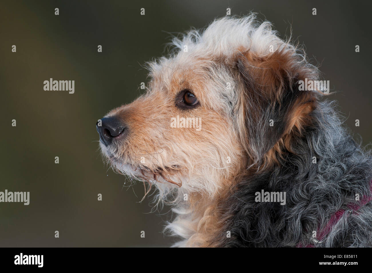 Bosnian Coarse-haired Hound or Barak-hybrid, portrait Stock Photo