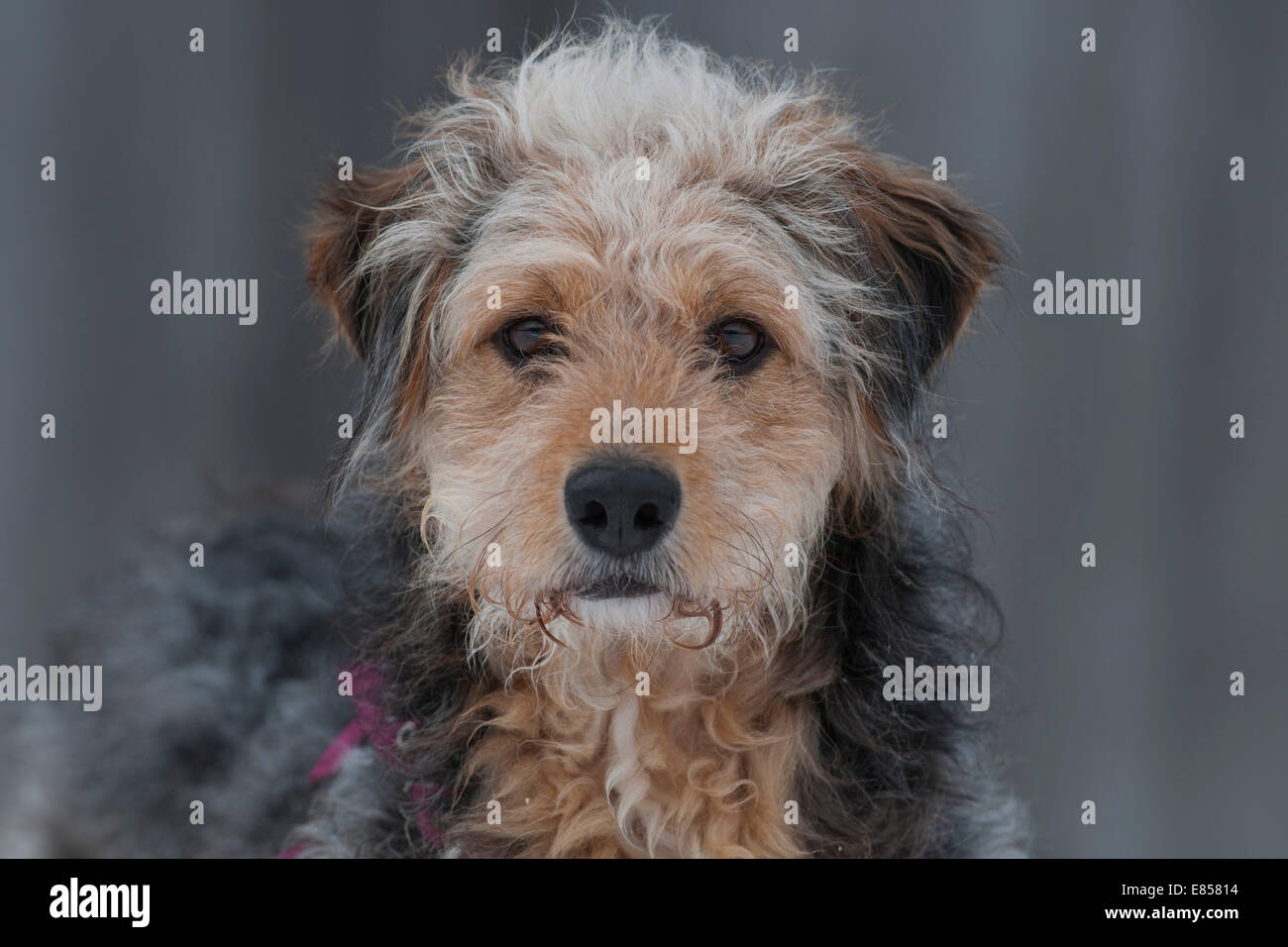 Bosnian Coarse-haired Hound or Barak-hybrid, portrait Stock Photo