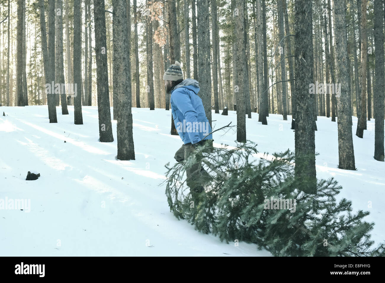 Man dragging a Christmas tree through the snow, USA Stock Photo