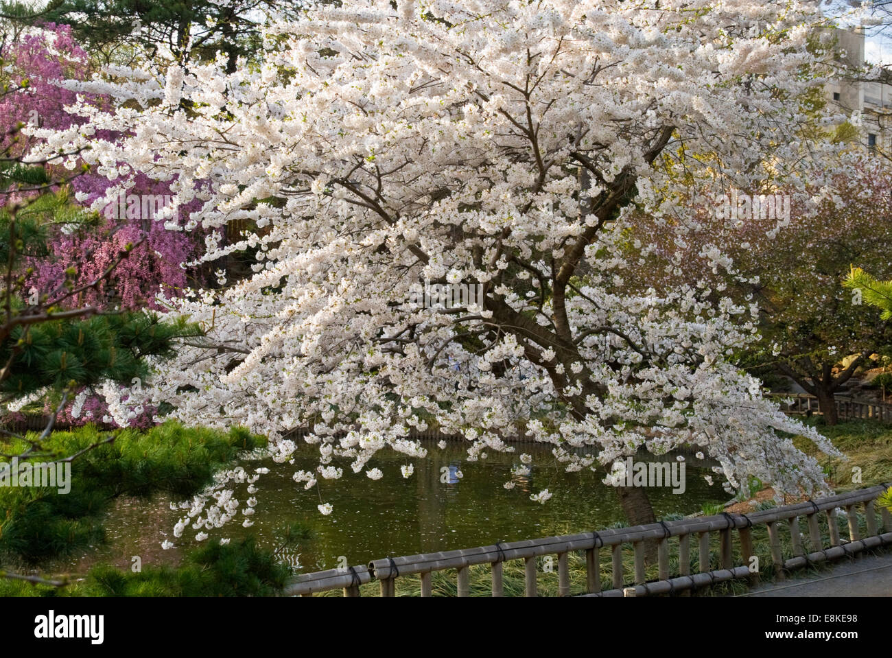 YOSHINO CHERRY TREE - PRUNUS X YEDOENDIS Stock Photo