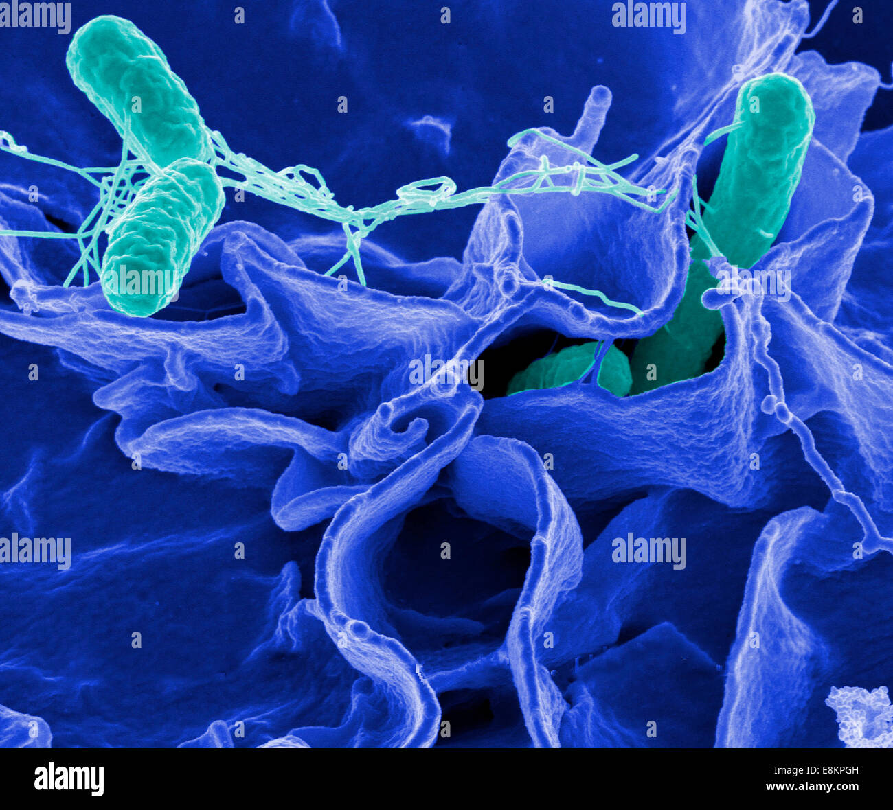 Salmonella bacteria, a common cause of food poisoning, invade an immune cell. Stock Photo