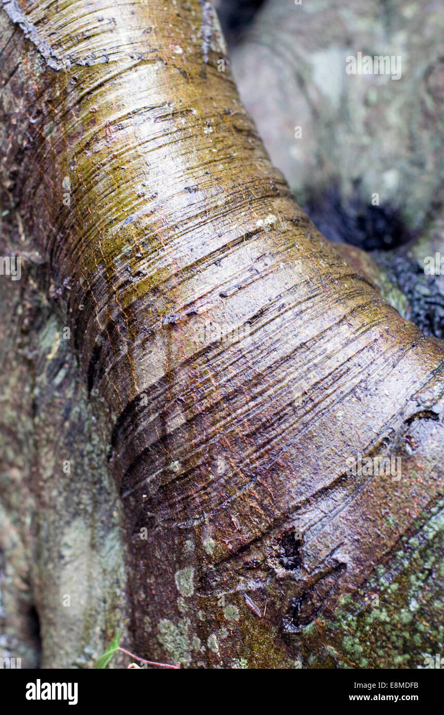 Mature Beech tree bark. Beech was a late entrant to Great Britain after the last glaciation, Stock Photo