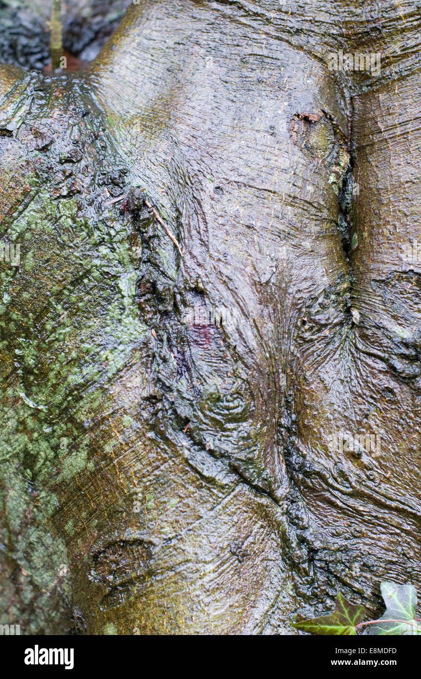 Mature Beech tree bark. Beech was a late entrant to Great Britain after the last glaciation, Stock Photo