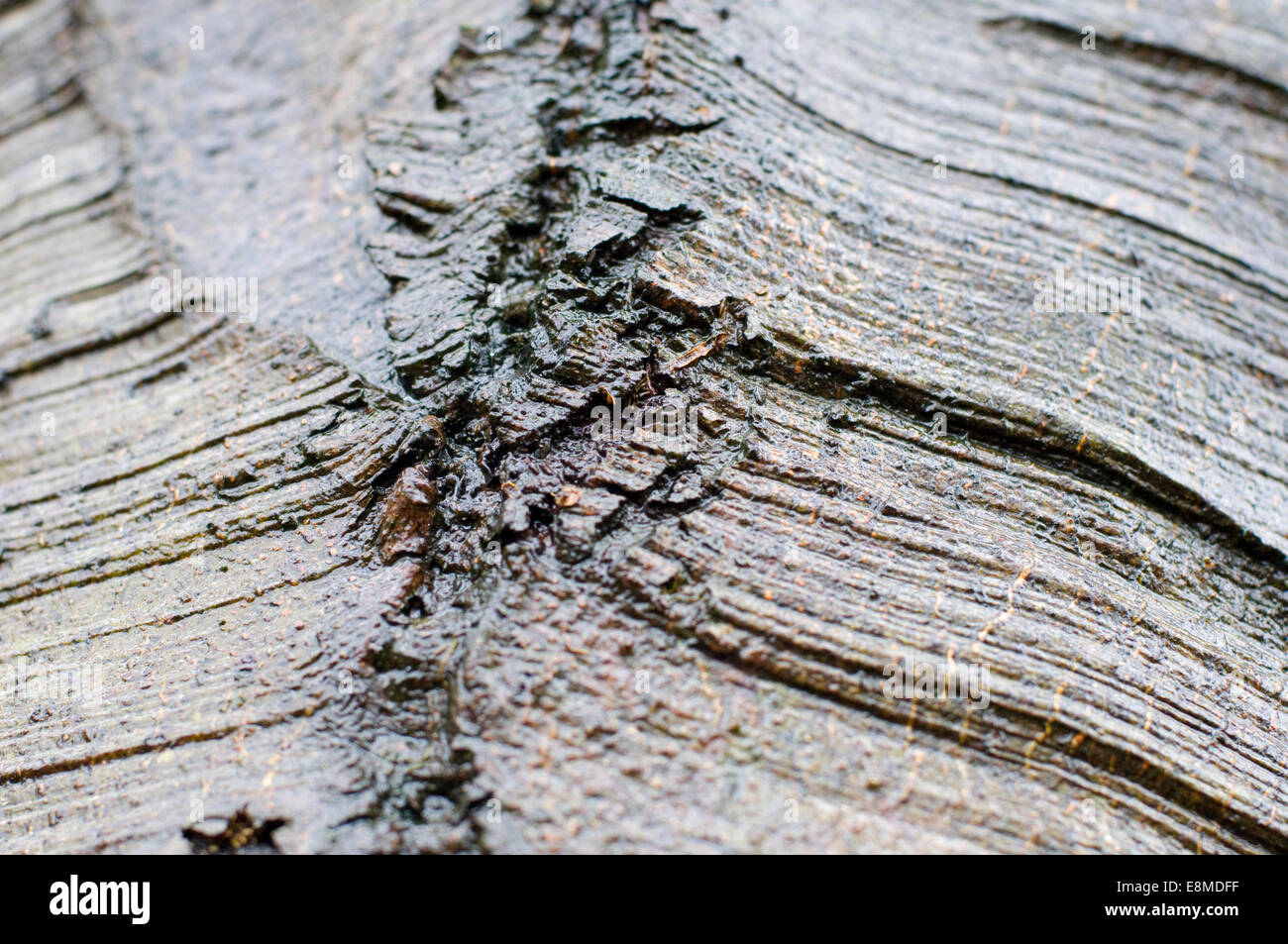 Mature Beech tree bark. Beech was a late entrant to Great Britain after the last glaciation, Stock Photo