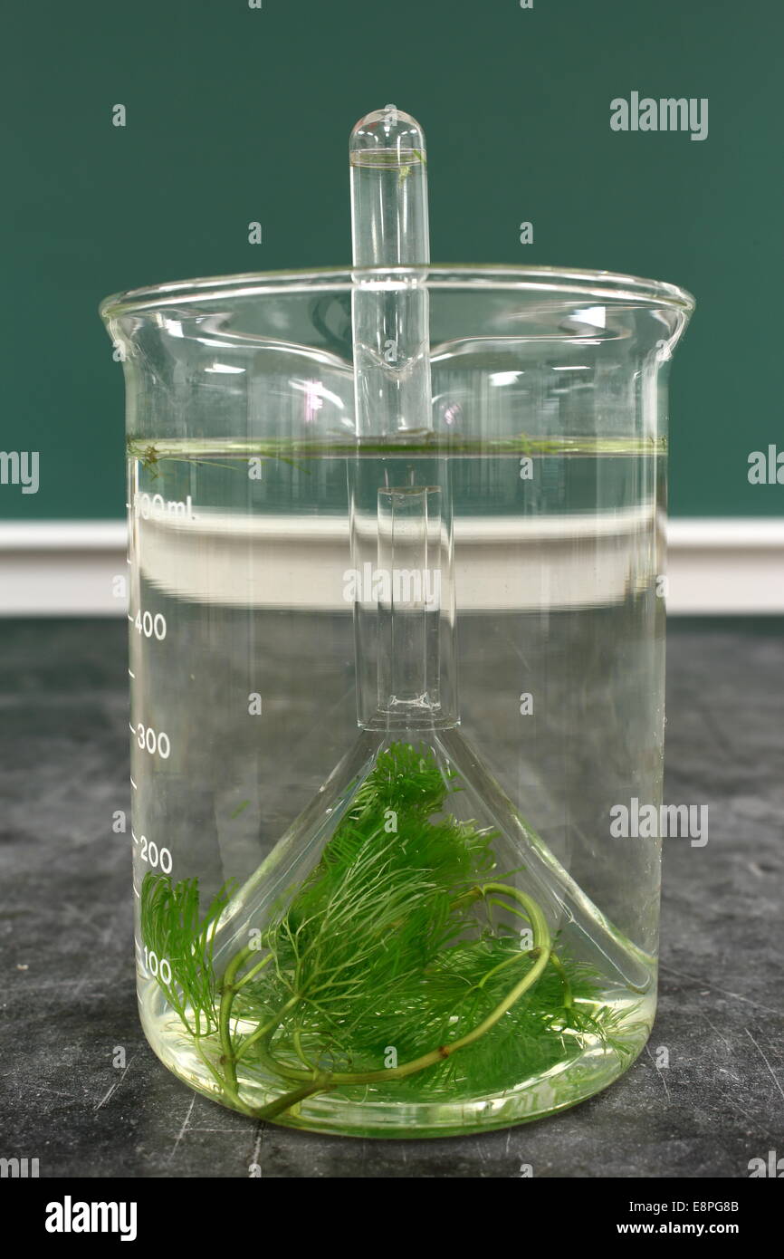 Laboratory experiment: observation of the phenomenon of respiration of aquatic plant cabomba (Converts carbon dioxide into oxyge Stock Photo