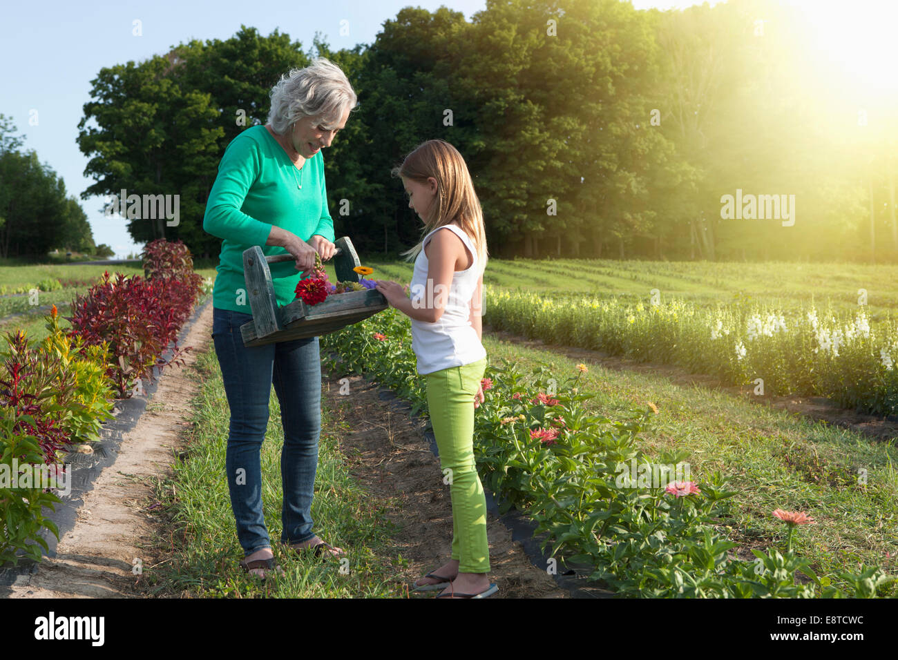 Caucasian grandmother and granddaughter picking flowers on farm Stock Photo