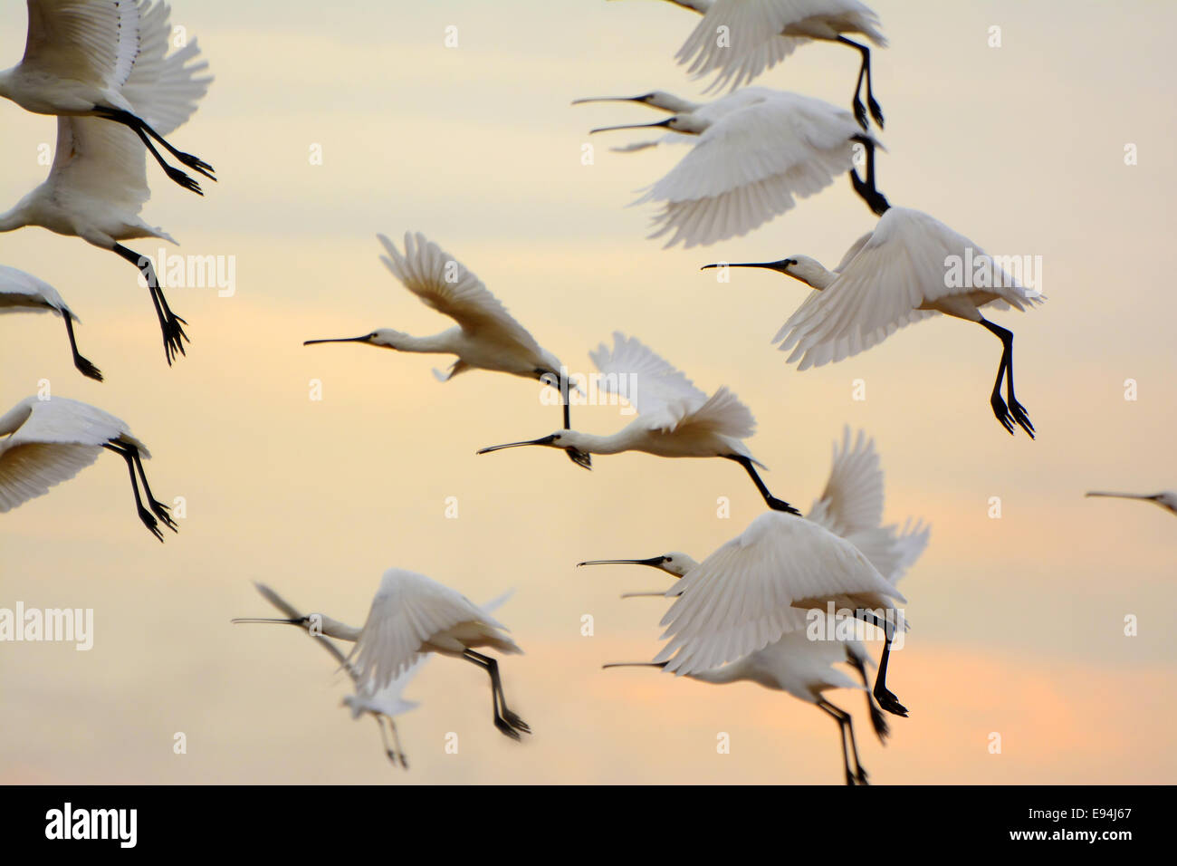 flock of Spoonbills Landing at sunset Stock Photo