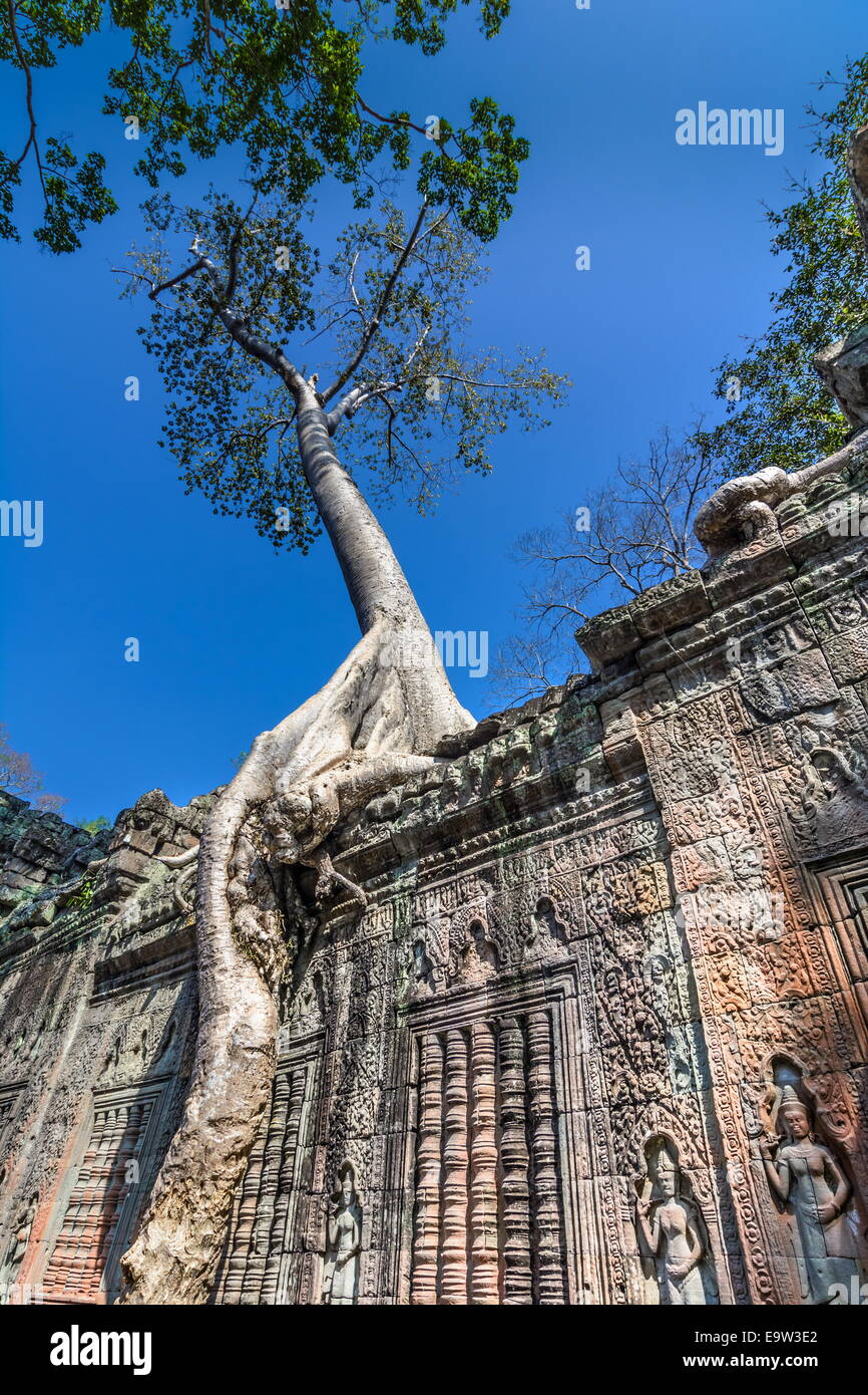 Ta Prohm, built by the Khmer King Jayavarman VII as a Mahayana Buddhist monastery and university. Huge trees are blended into th Stock Photo