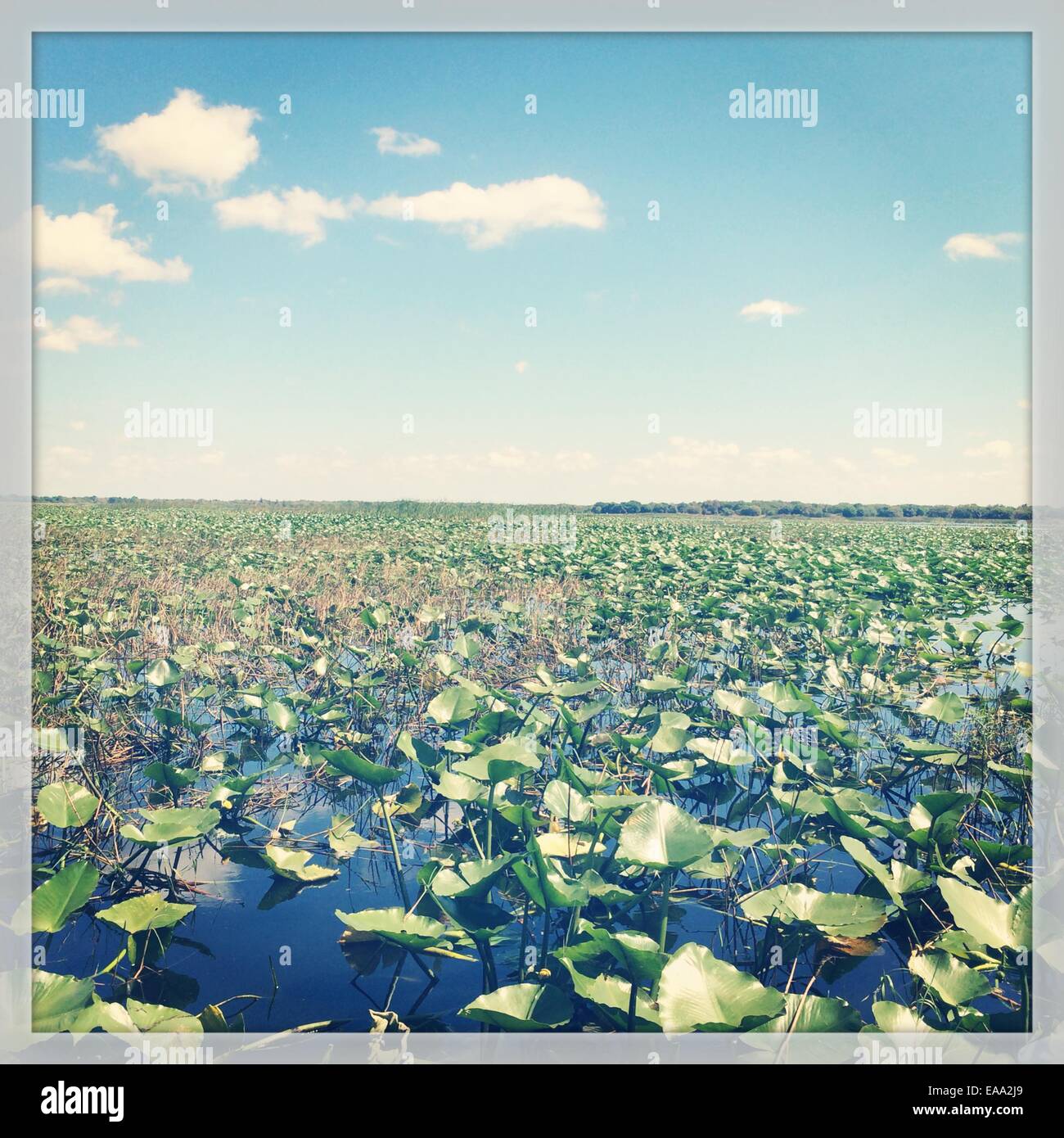 wetland or swamp or bog Stock Photo