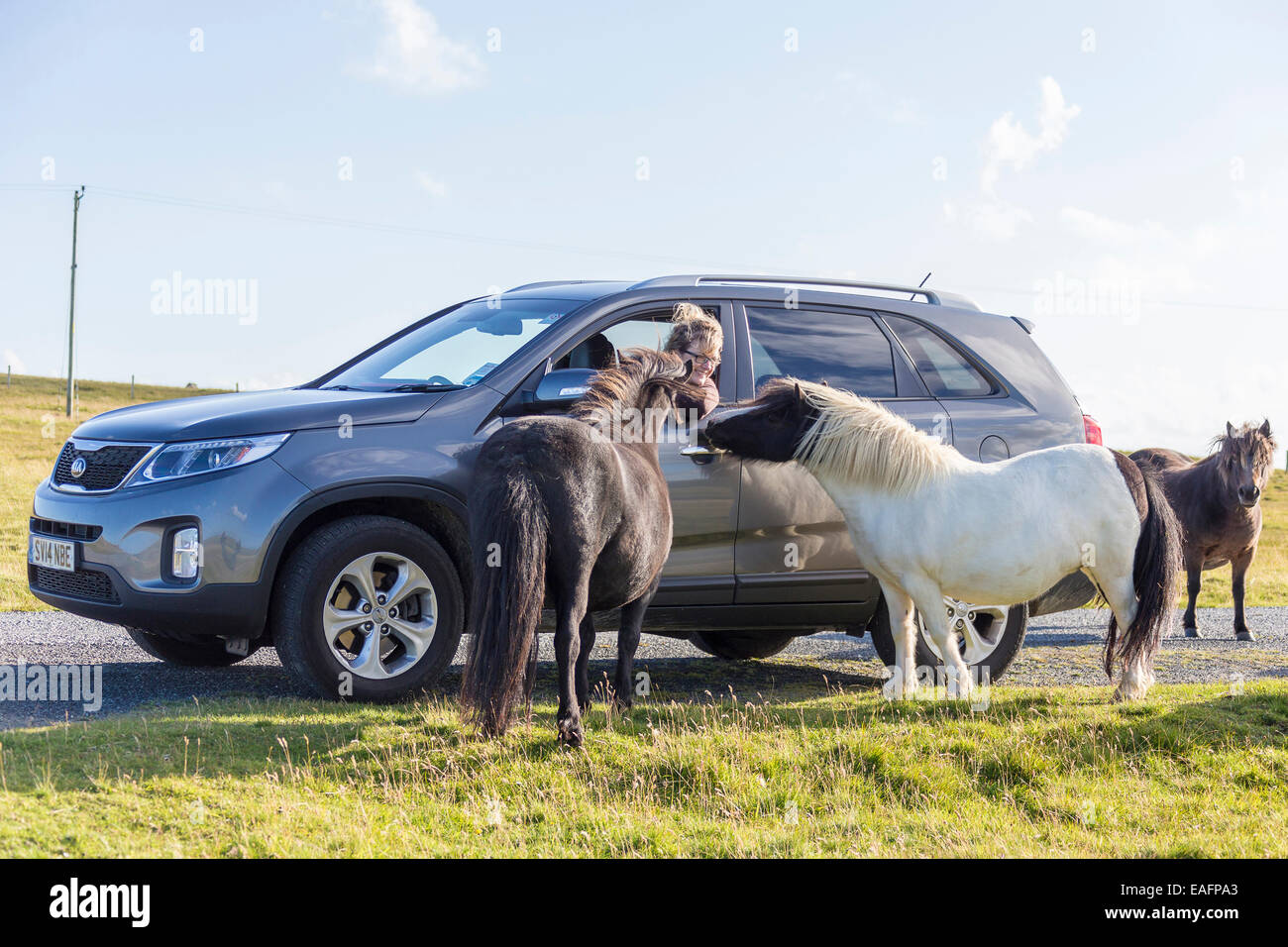 Shetland Pony Ponies besieging car Fetlar Shetlands Stock Photo