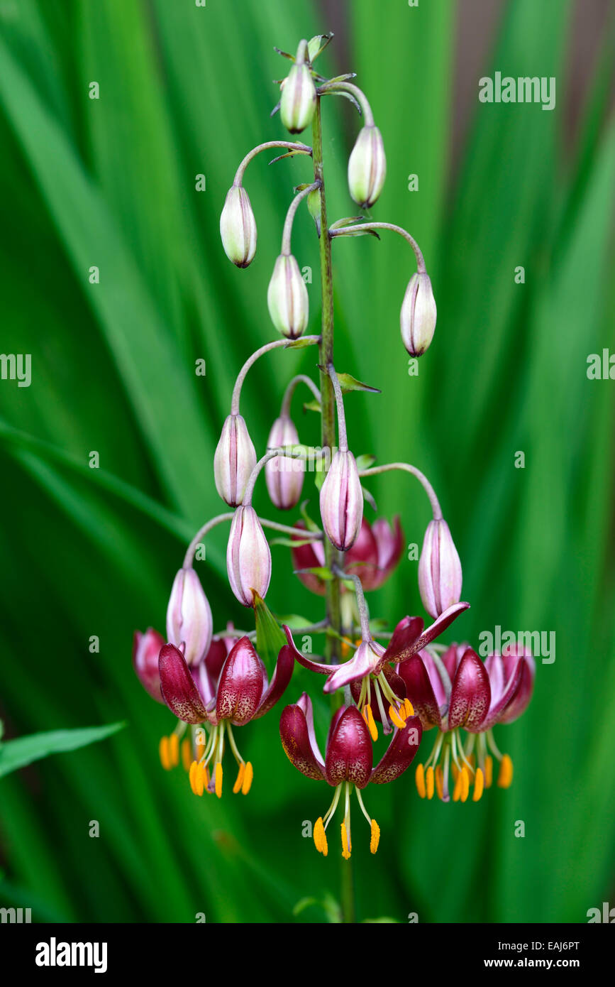 lilium martagon russian morning red lily lilies turk turks cap flower flowering flowers portrait selective focus RM Floral Stock Photo