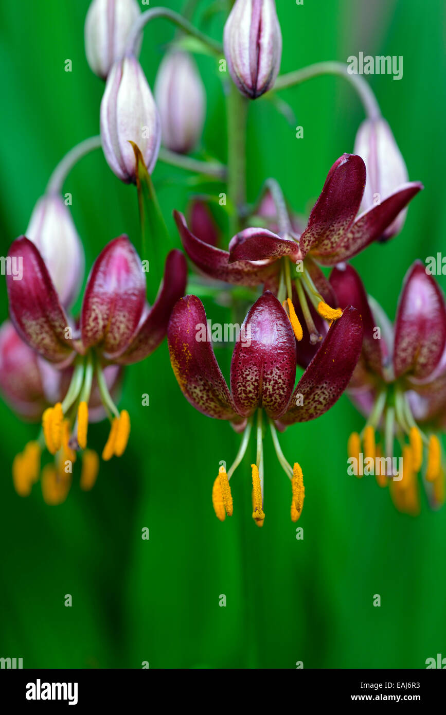 lilium martagon russian morning red lily lilies turk turks cap flower flowering flowers portrait selective focus RM Floral Stock Photo