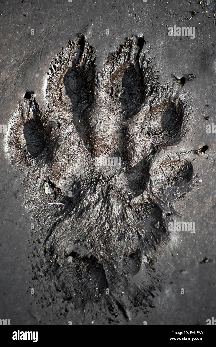 Bear Paw Print In Mud