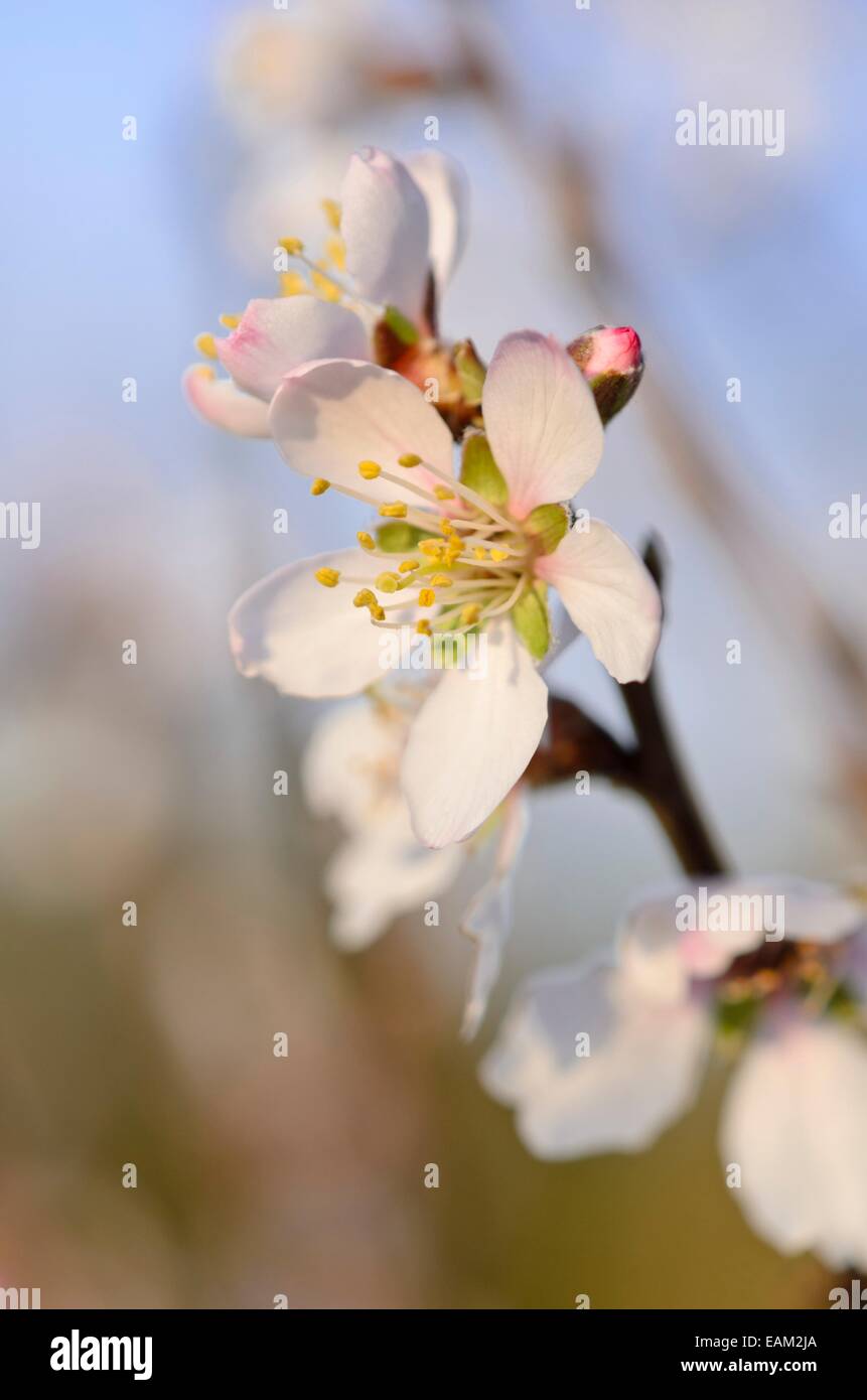 Almond (Prunus dulcis) Stock Photo