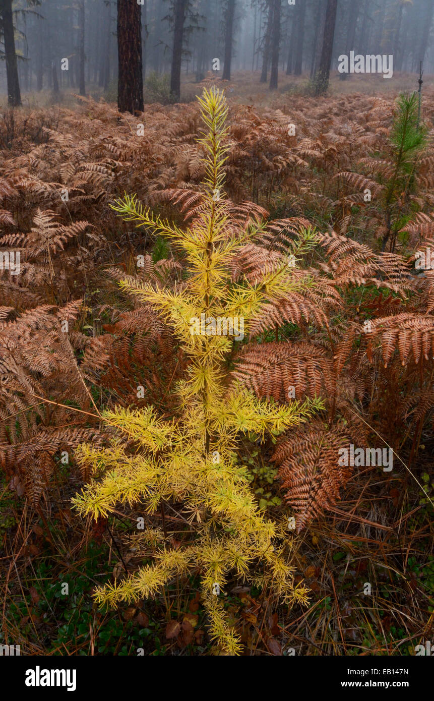 Western larch sapling in fall. Yaak Valley Montana. (Photo by Randy Beacham) Stock Photo