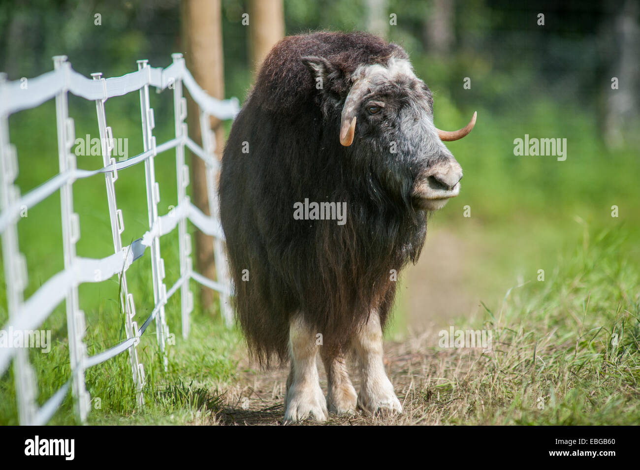 Portrait of a musk ox (Ovibos moschatus) Stock Photo