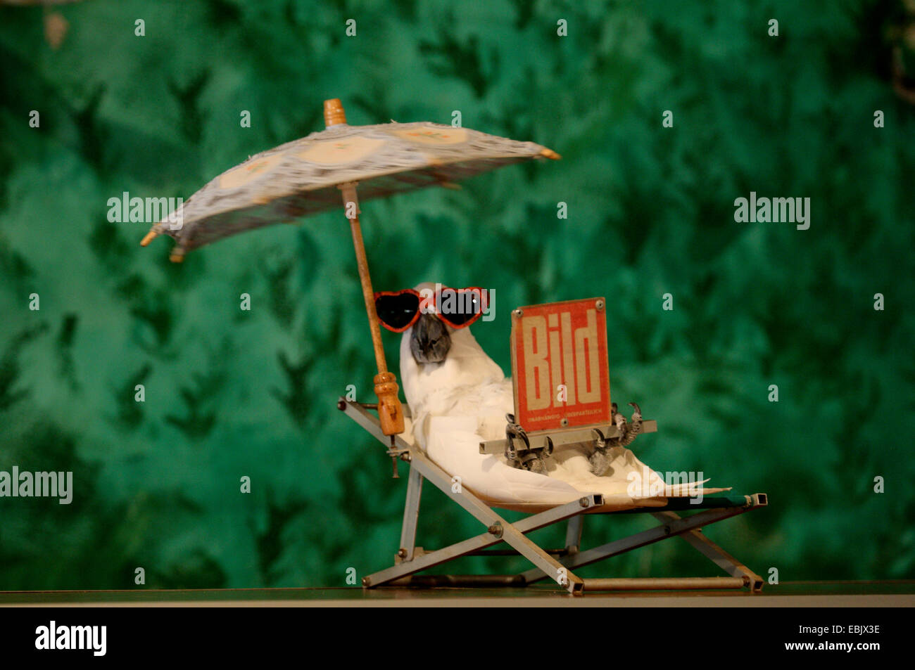 Parrot in the deck chair reading newspaper Stock Photo