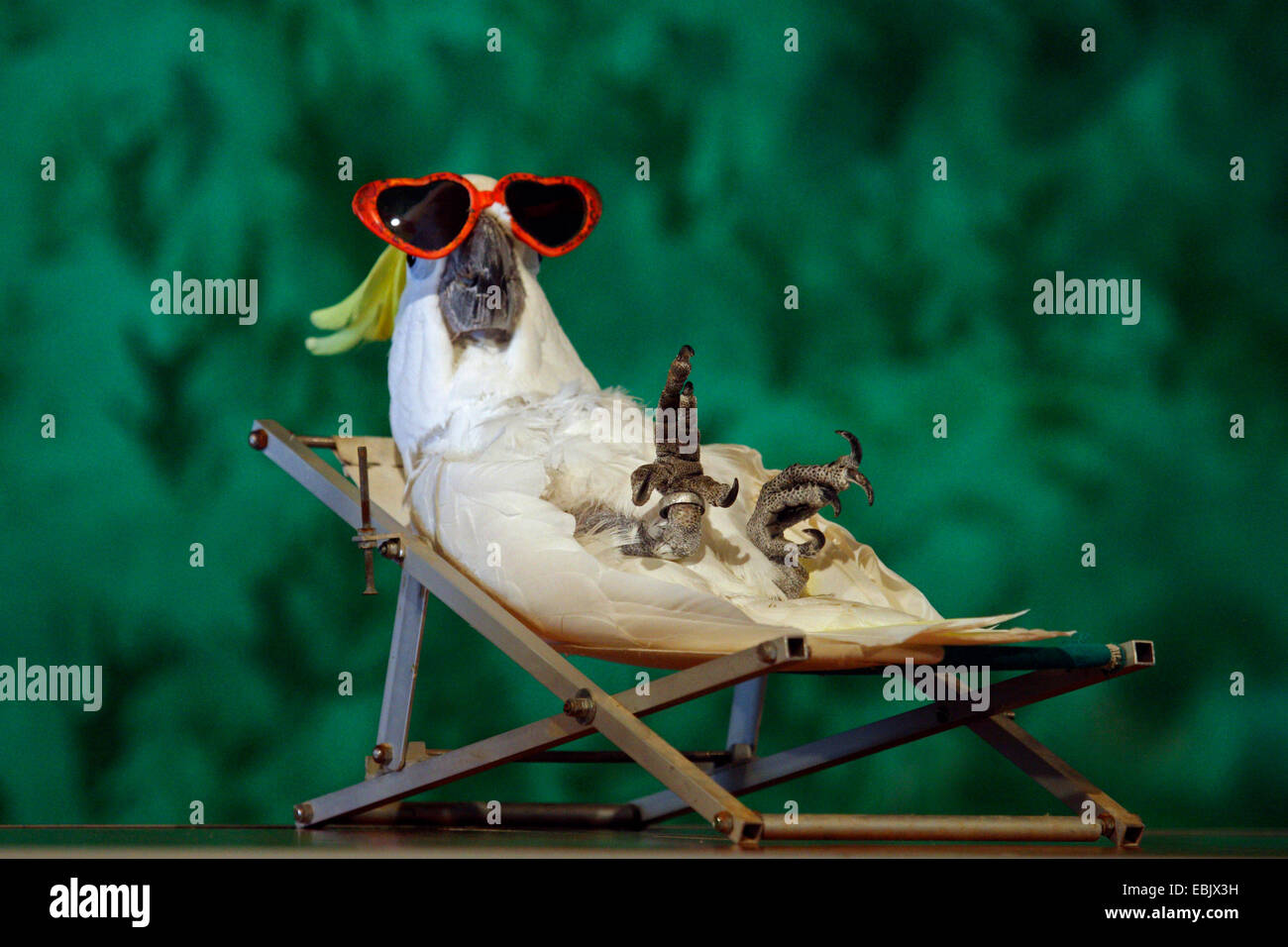 Parrot in the deck chair Stock Photo