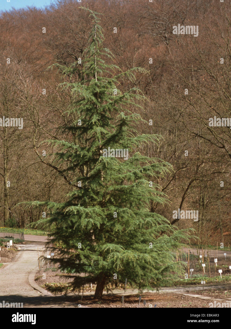 Deodar cedar, Indian cedar (Cedrus deodara), single tree Stock Photo