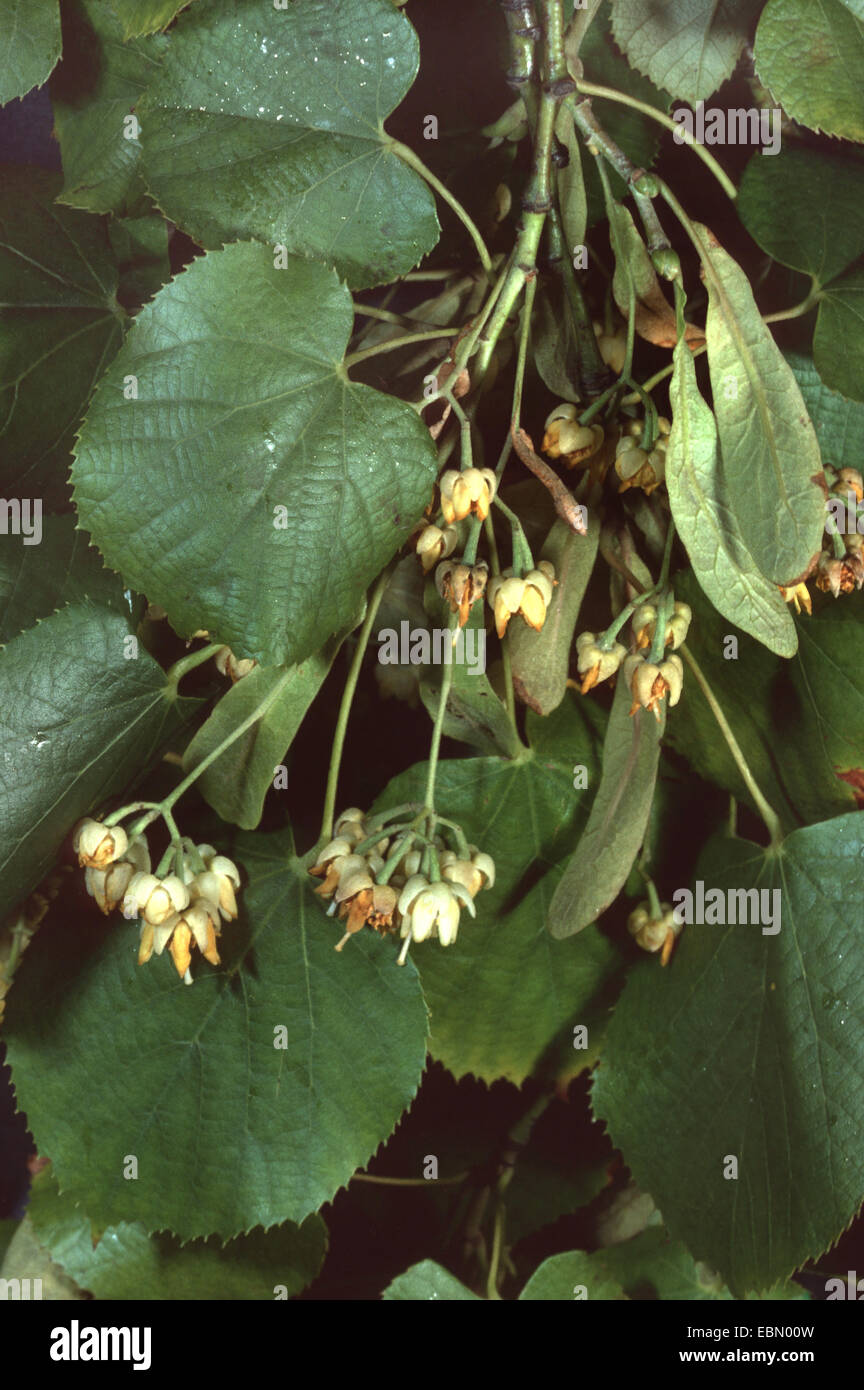 silver linden (Tilia tomentosa), blooming twig Stock Photo