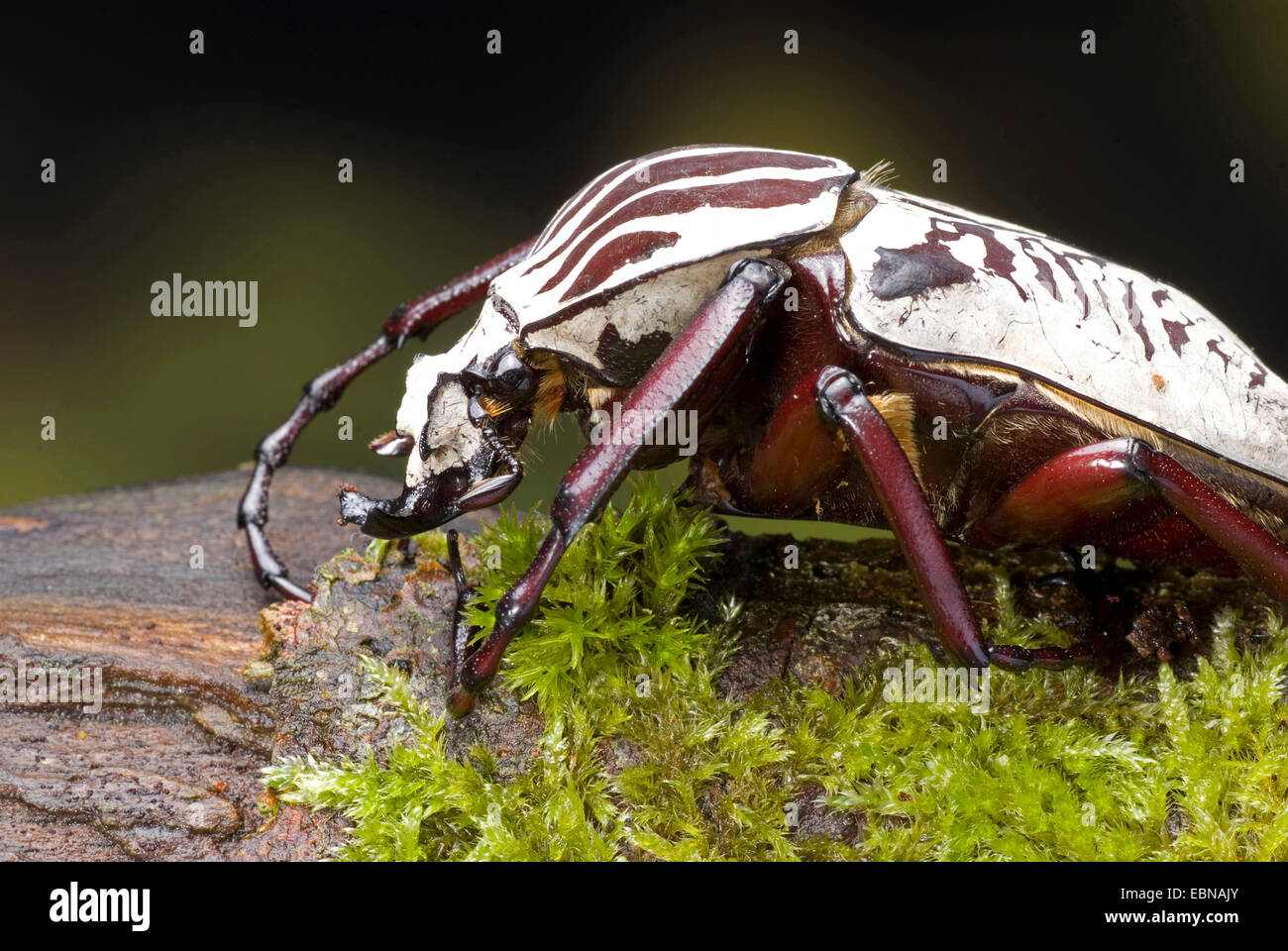 Goliath beetle (Goliathus albosignatus), on mossy bark Stock Photo