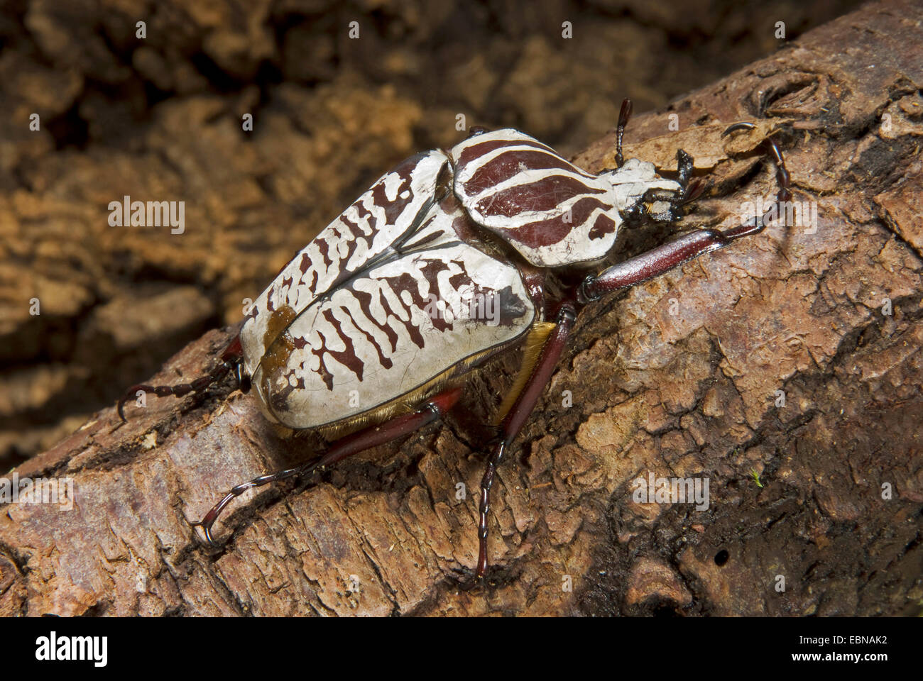 Goliath beetle (Goliathus albosignatus), on a branch Stock Photo