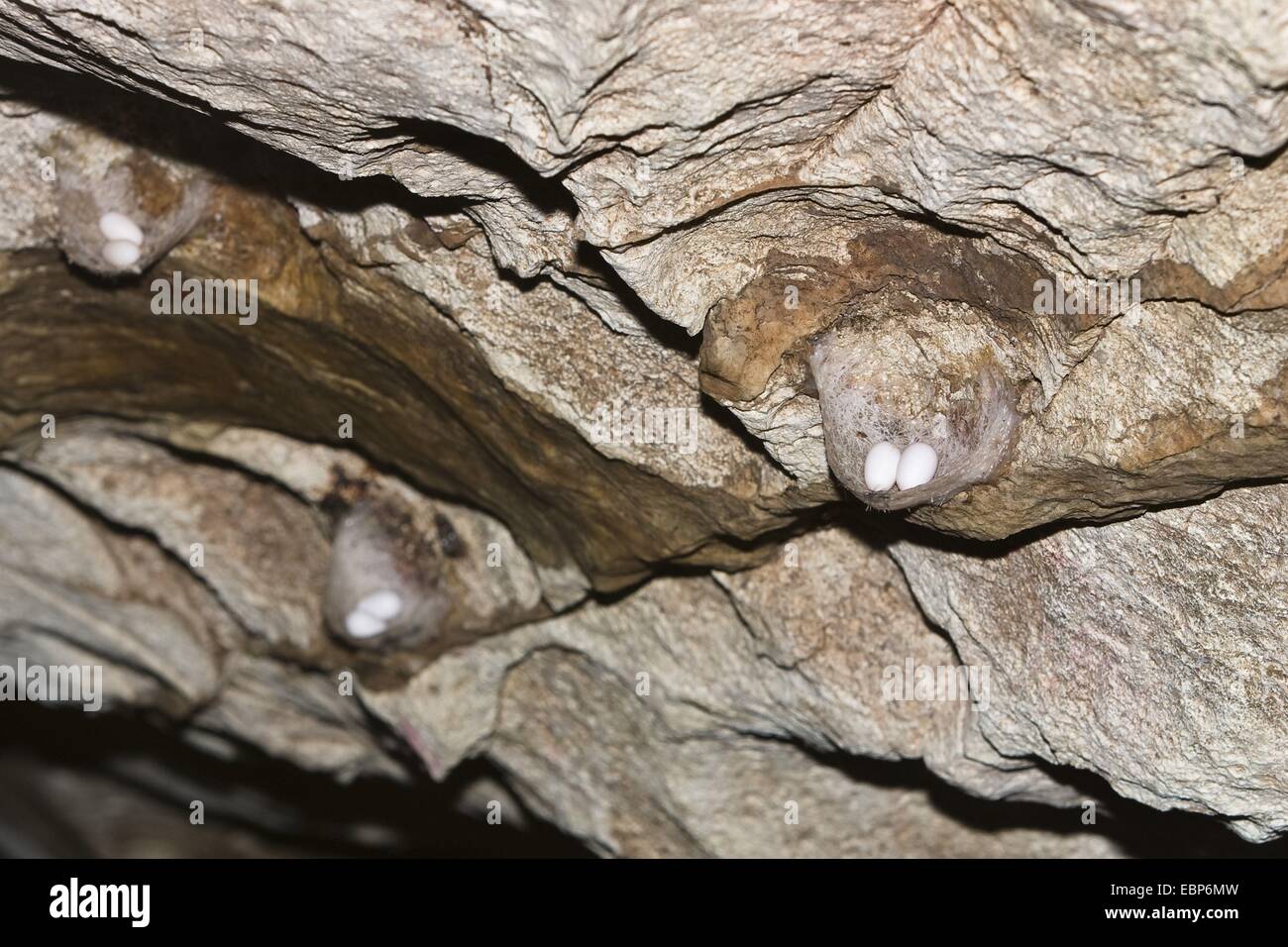 Edible-Nest Swiflet (Collocalia fuciphaga inexpectata), nests with eggs, India, Andaman Islands, North Andaman, Challis Ek Caves Stock Photo