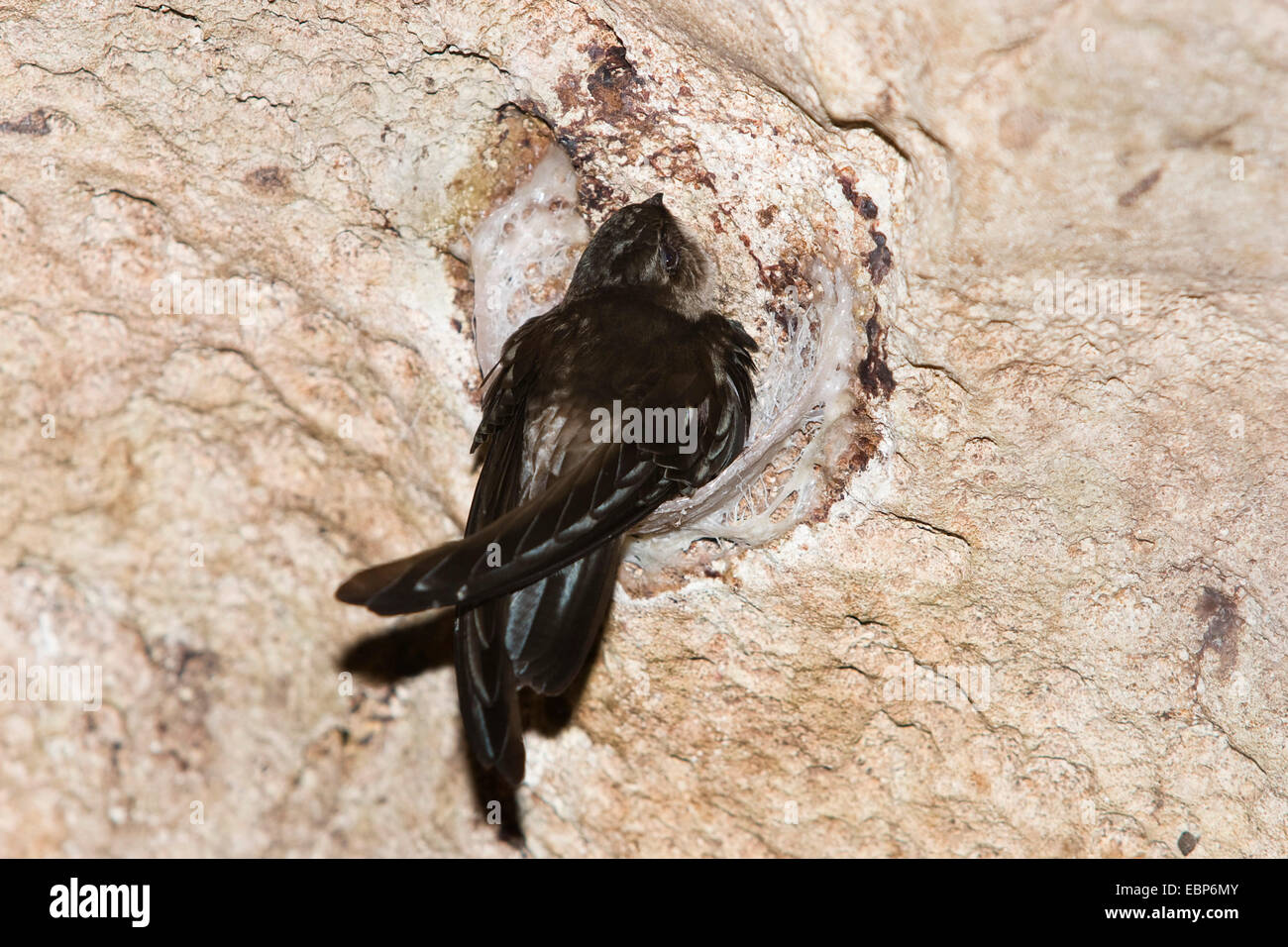 Edible-Nest Swiflet (Collocalia fuciphaga inexpectata), on its nest, India, Andaman Islands, North Andaman, Challis Ek Caves Stock Photo