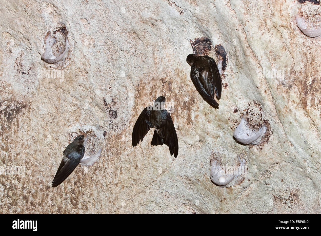 Edible-Nest Swiflet (Collocalia fuciphaga inexpectata), on their nests, India, Andaman Islands, North Andaman, Challis Ek Caves Stock Photo