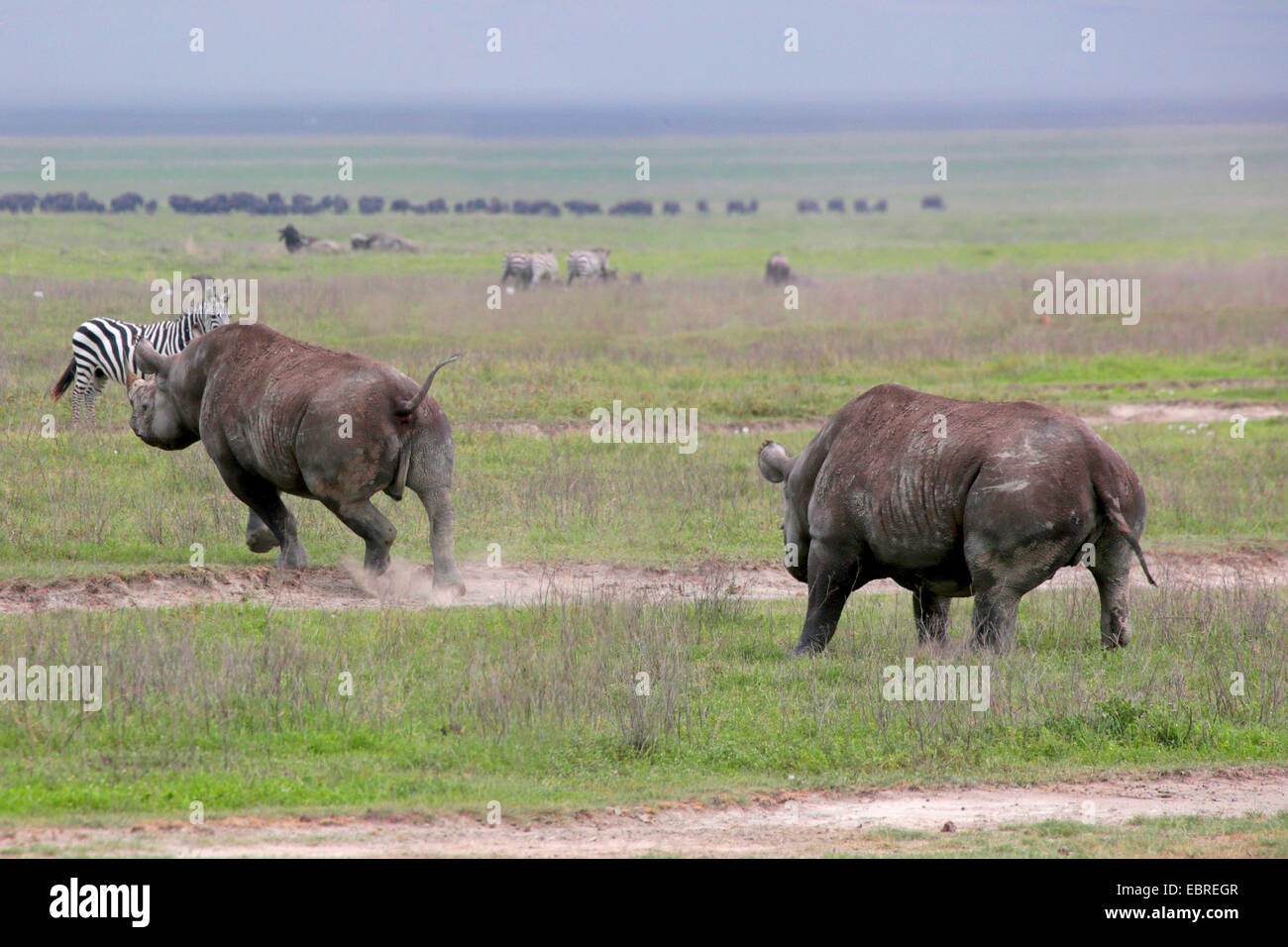 black rhinoceros, hooked-lipped rhinoceros, browse rhinoceros (Diceros bicornis), black rhinoceros attacks rival, Tanzania, Serengeti National Park Stock Photo