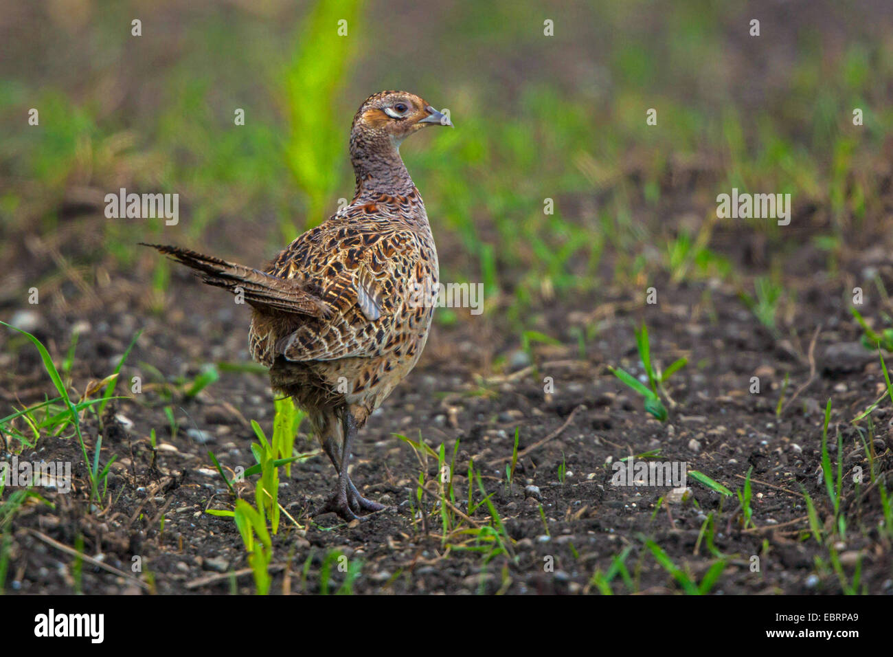 common pheasant, Caucasus Pheasant, Caucasian Pheasant (Phasianus colchicus), pheasant hen on a maize field, Germany, Bavaria Stock Photo