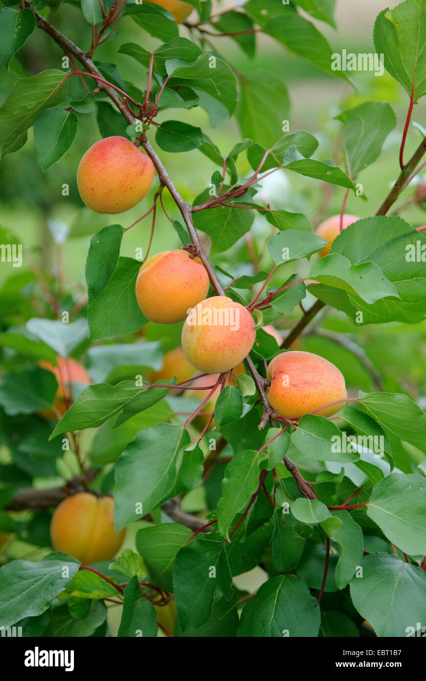 apricot tree (Prunus armeniaca 'Ungarische Beste', Prunus armeniaca Ungarische Beste), cultivar Ungarische Beste, apricots on a tree Stock Photo