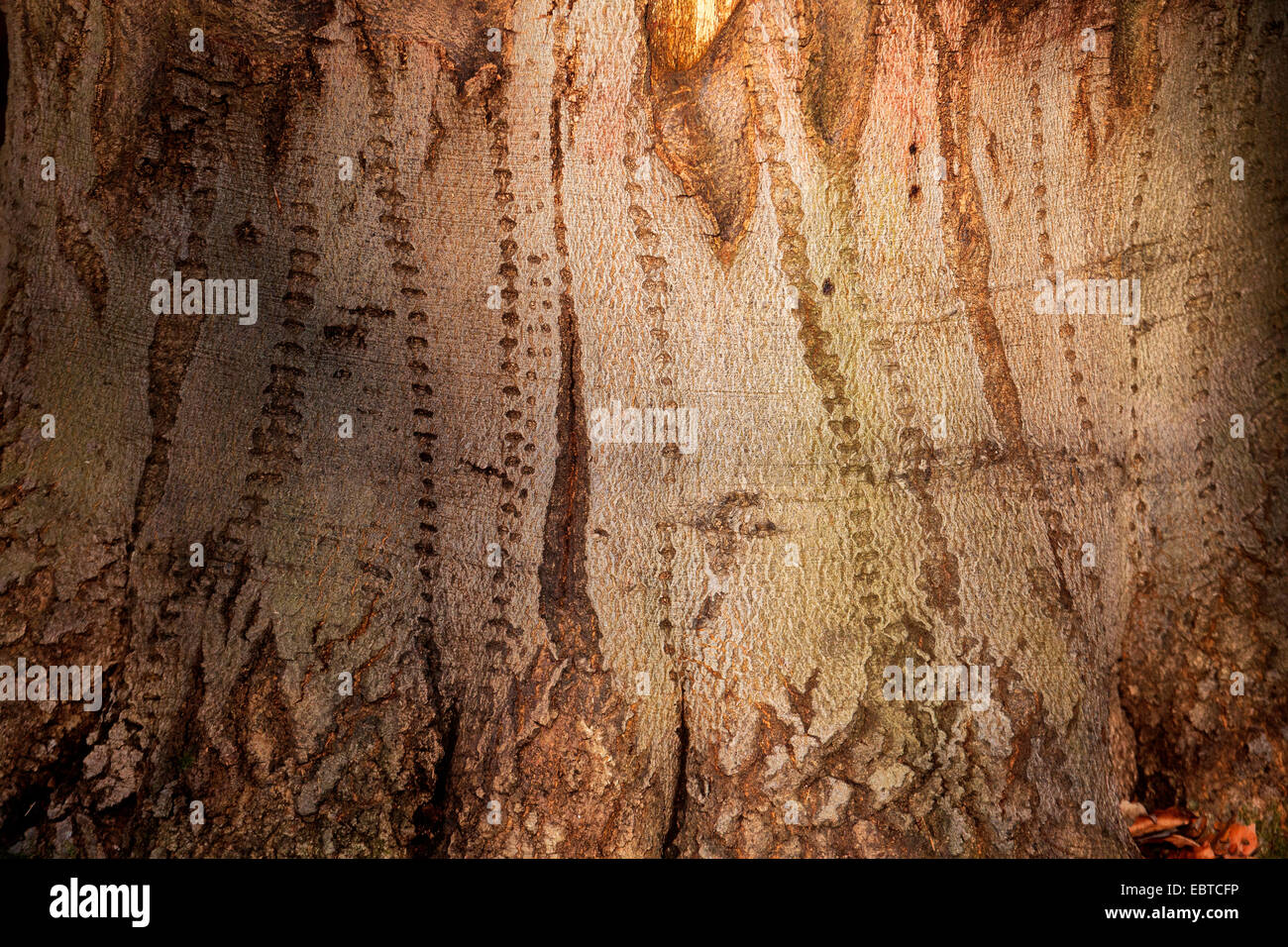 common beech (Fagus sylvatica), bark, Germany, Bavaria Stock Photo